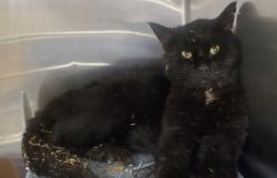 Shelter Stray Male Cat last seen Near W 500 S, SALT LAKE CITY, UT, 84104, Taylorsville, UT 84123