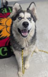 Shelter Stray Male Dog last seen Near W 800 N, SALT LAKE CITY, UT, 84116, Taylorsville, UT 84123