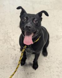 Shelter Stray Female Dog last seen Near E 1300 S, SALT LAKE CITY, UT, 84115, Taylorsville, UT 84123