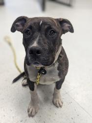 Shelter Stray Female Dog last seen Near S State Street, Midvale, UT, 84047, Taylorsville, UT 84123