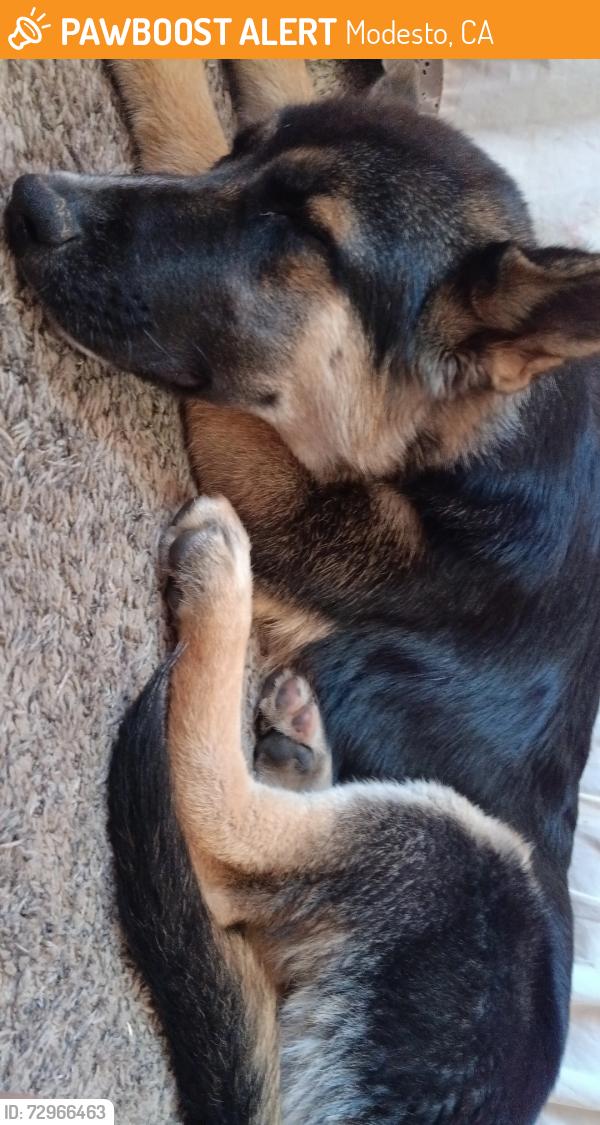 Found/Stray Male Dog last seen Briggs Ave & Carlos Ct, Modesto, CA 95351