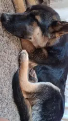 Found/Stray Male Dog last seen Briggs Ave & Carlos Ct, Modesto, CA 95351