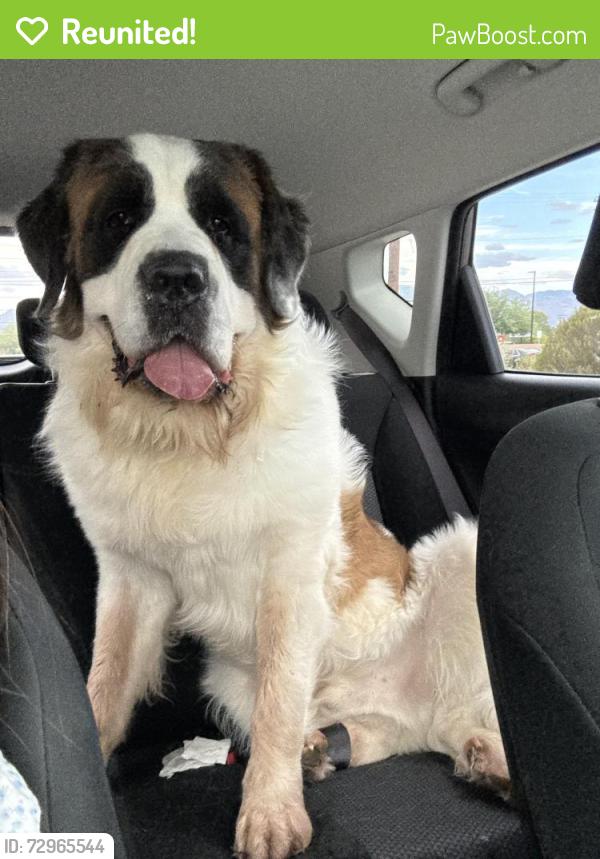 Reunited Male Dog last seen Tucson and Glen, Tucson, AZ 85705