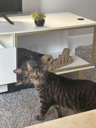 Lost Male Cat last seen Natura Blvd, Brands Mart USA, Deerfield Beach, FL 33441