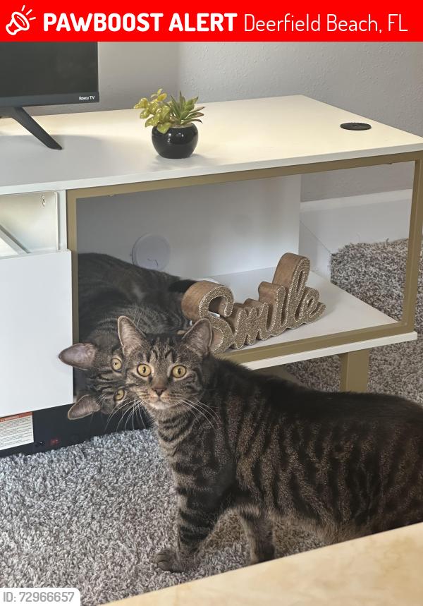 Lost Male Cat last seen Natura Blvd, Brands Mart USA, Deerfield Beach, FL 33441