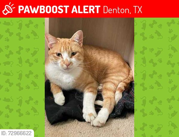 Lost Male Cat last seen McCormick Street and Dudley Street in Denton, Denton, TX 76205