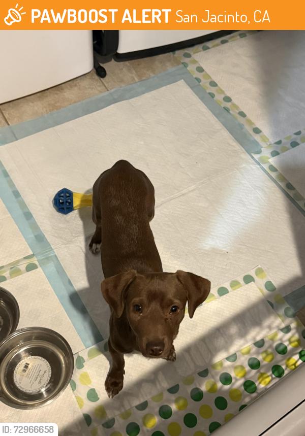 Found/Stray Male Dog last seen cawston ave between placentia st and seventh , San Jacinto, CA 92582