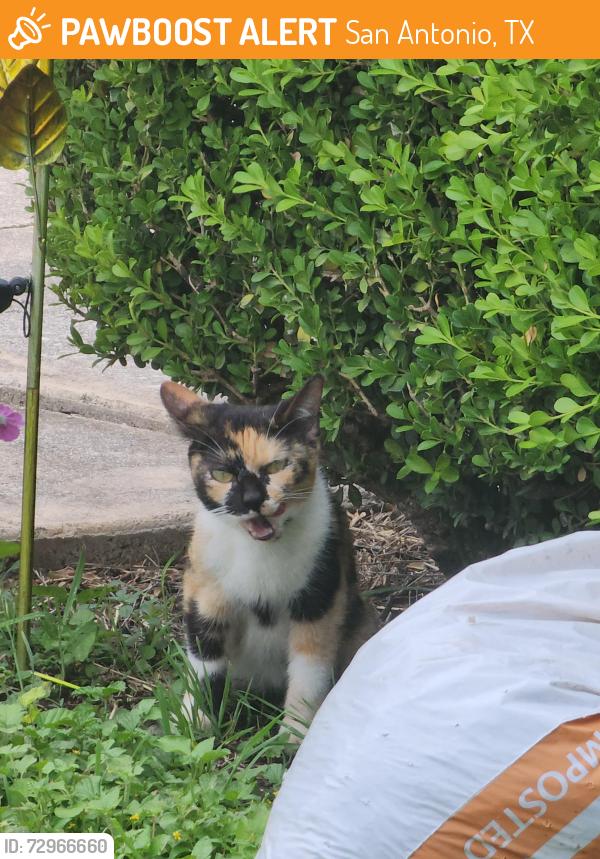 Found/Stray Unknown Cat last seen Las Puertas , San Antonio, TX 78245