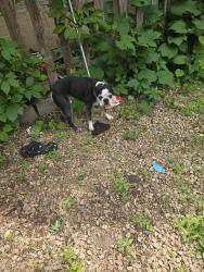 Found/Stray Male Dog last seen Arundel + Dayton, Saint Paul, MN 55102