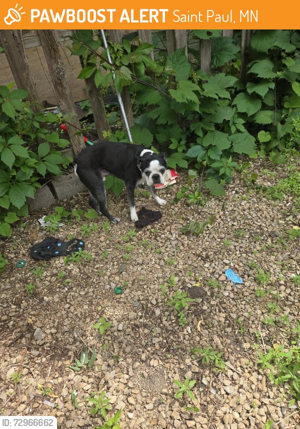 Found/Stray Male Dog last seen Arundel + Dayton, Saint Paul, MN 55102