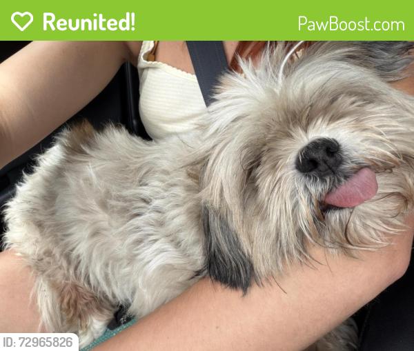Reunited Male Dog last seen Fountain Lake Blvd & Fountain Lane, Leesburg, FL 34788
