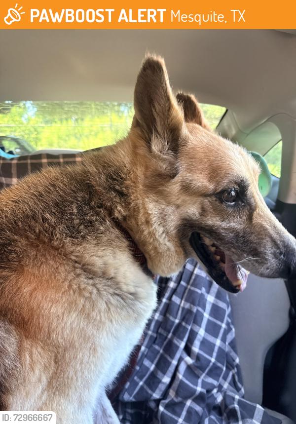 Found/Stray Female Dog last seen Near Gross Rd Mesquite, TX  75149 United States, Mesquite, TX 75149