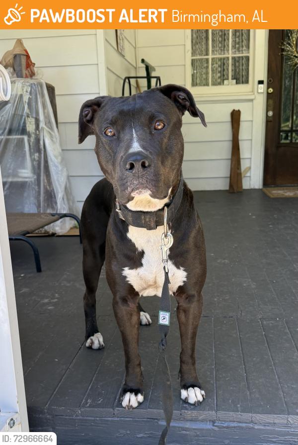 Found/Stray Male Dog last seen 16th Ave S and 11th St S, Birmingham, AL 35205