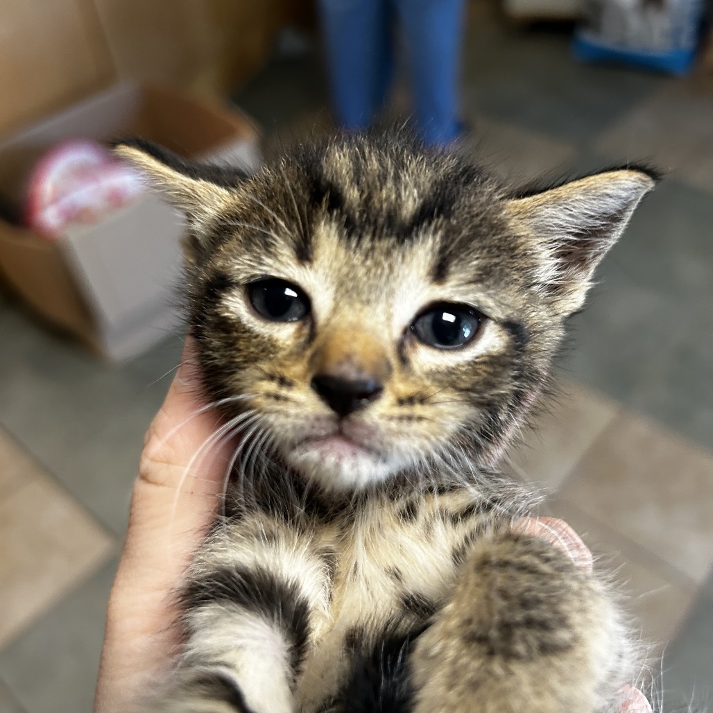Shelter Stray Female Cat last seen , Red Bank, TN 37415