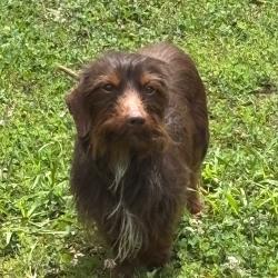 Shelter Stray Male Dog last seen , Memphis, TN 38133