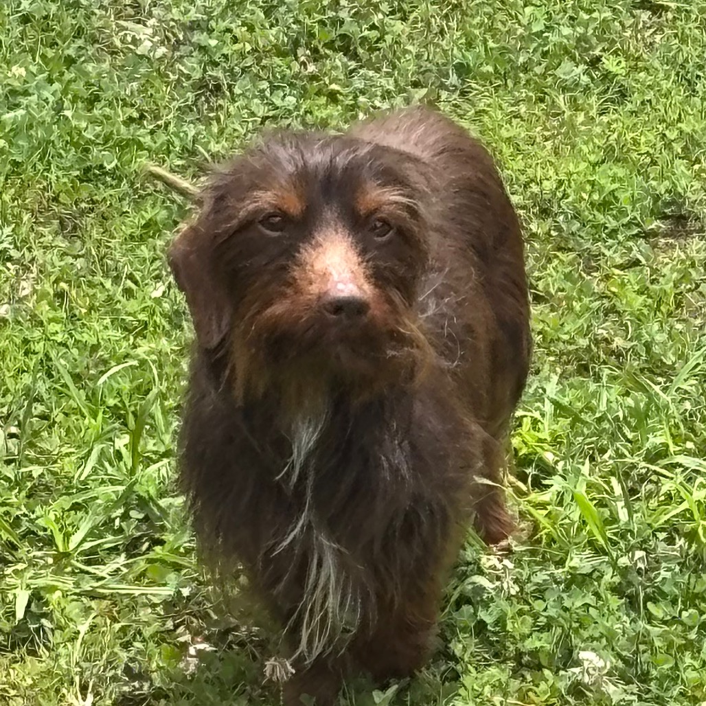 Shelter Stray Male Dog last seen , Memphis, TN 38133