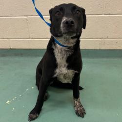 Shelter Stray Female Dog last seen , Memphis, TN 38133