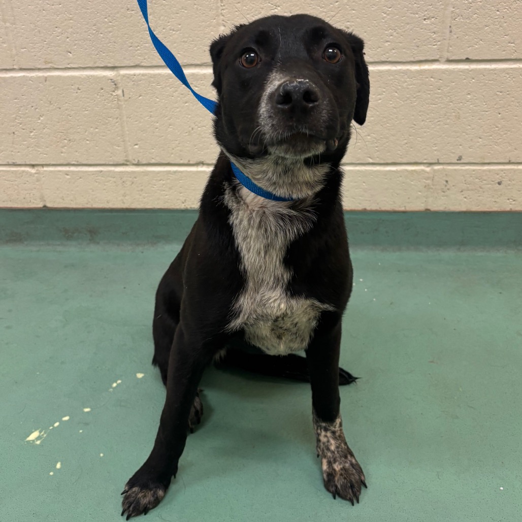 Shelter Stray Female Dog last seen , Memphis, TN 38133