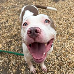 Shelter Stray Male Dog last seen , Philadelphia, PA 19140