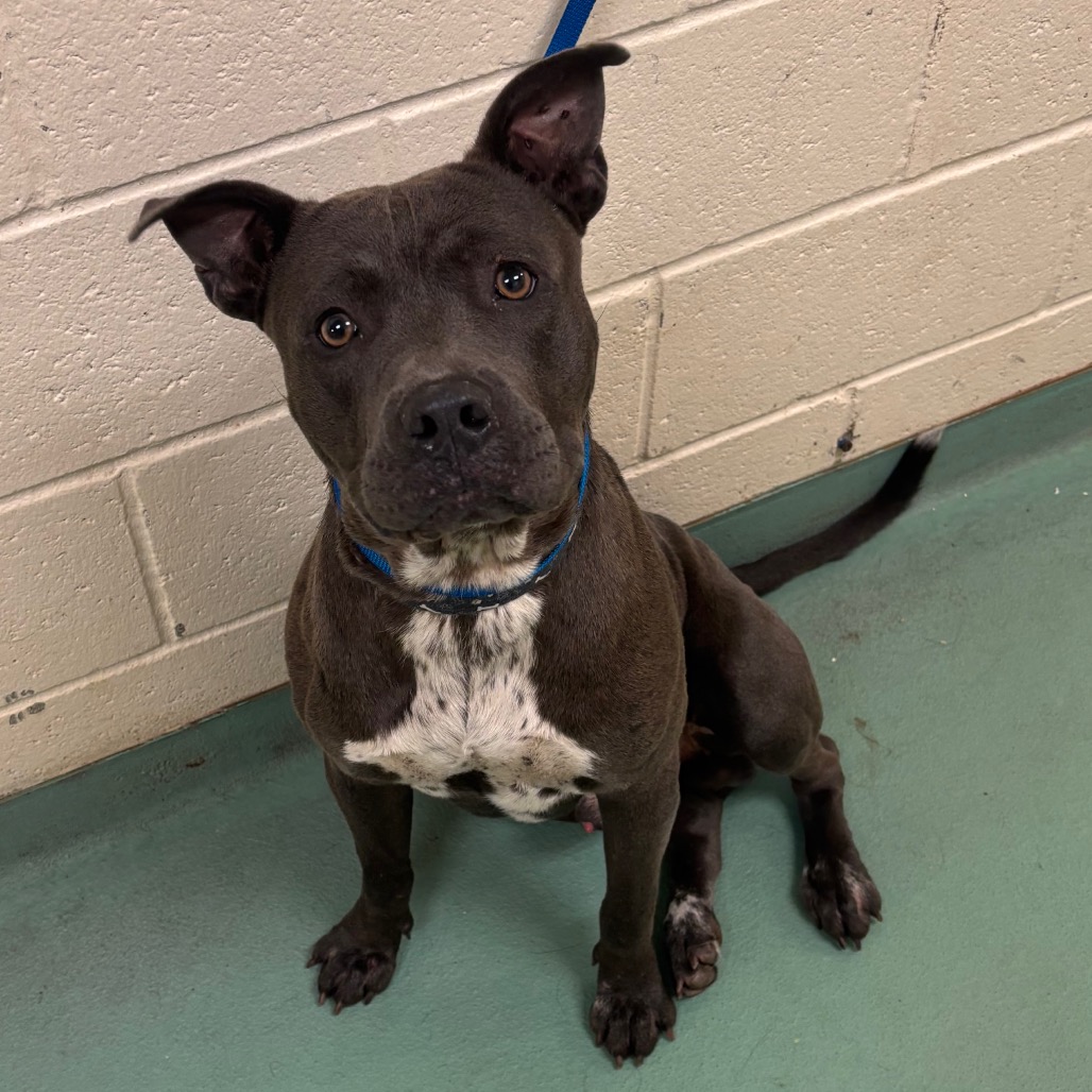 Shelter Stray Male Dog last seen , Memphis, TN 38133