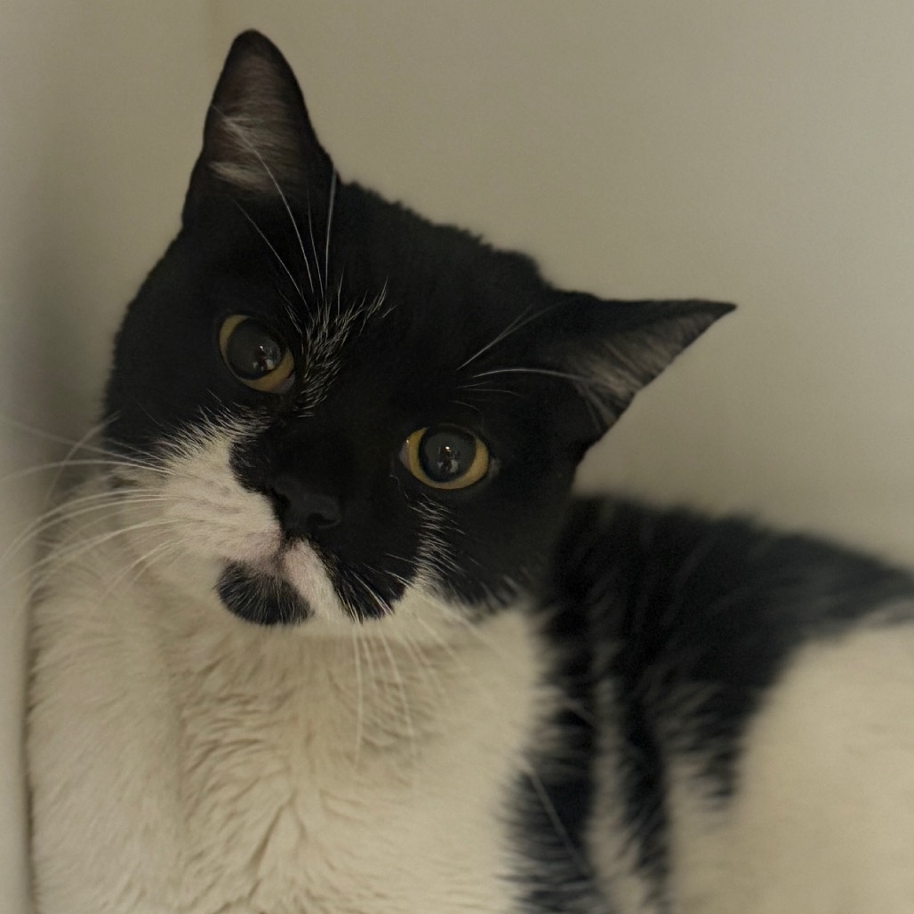 Shelter Stray Female Cat last seen , Philadelphia, PA 19140
