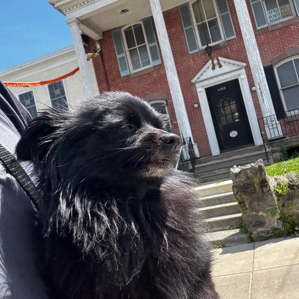 Shelter Stray Male Dog last seen , Philadelphia, PA 19140