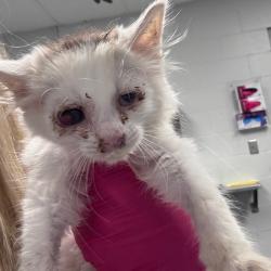 Shelter Stray Female Cat last seen , Greenville, SC 29609