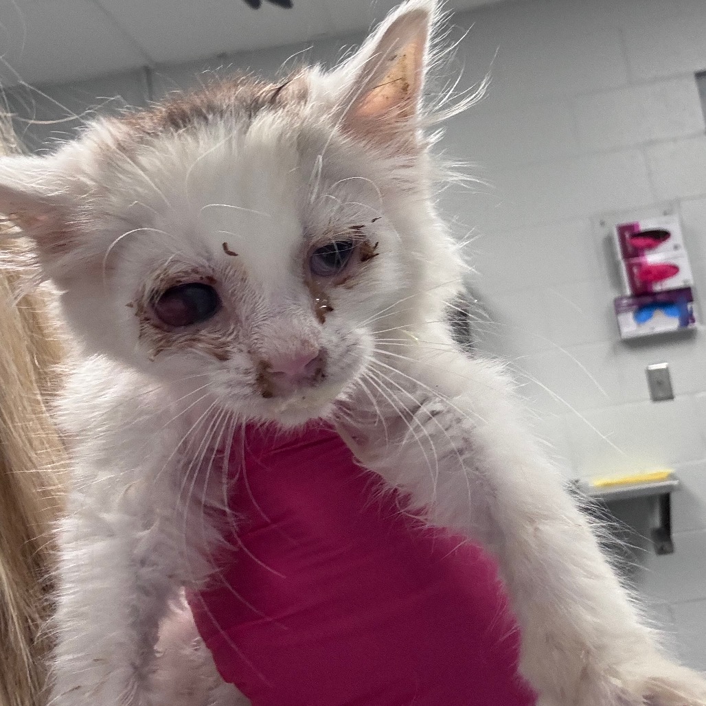Shelter Stray Female Cat last seen , Greenville, SC 29609