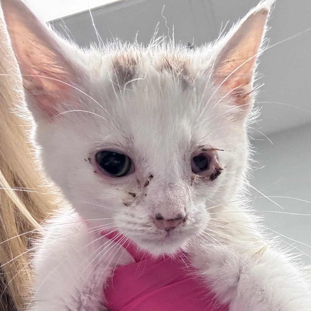 Shelter Stray Male Cat last seen , Greenville, SC 29609