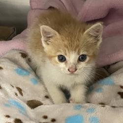 Shelter Stray Male Cat last seen , Dickinson, TX 77539