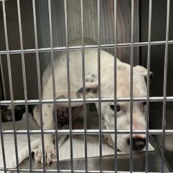 Shelter Stray Male Dog last seen , Greensboro, NC 27409