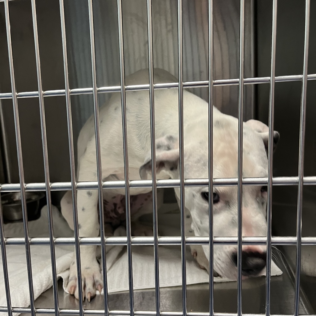 Shelter Stray Male Dog last seen , Greensboro, NC 27409