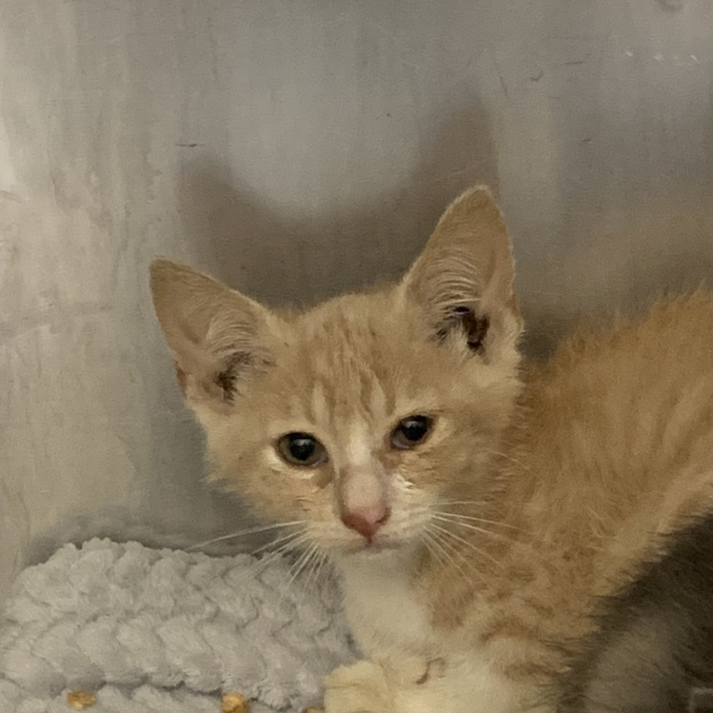 Shelter Stray Unknown Cat last seen , Dickinson, TX 77539