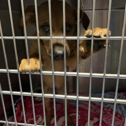Shelter Stray Female Dog last seen , Greensboro, NC 27409