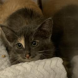 Shelter Stray Unknown Cat last seen , Dickinson, TX 77539