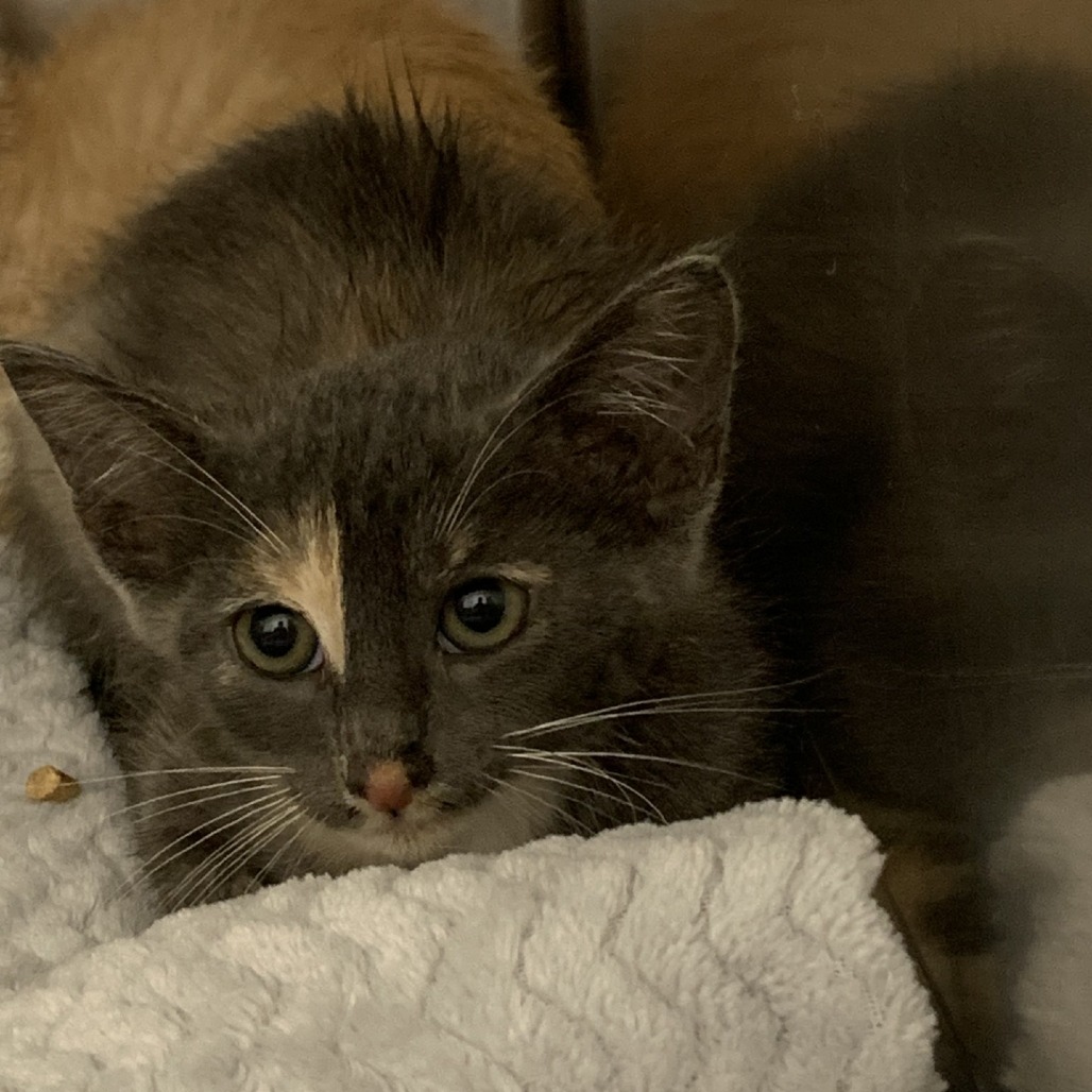 Shelter Stray Unknown Cat last seen , Dickinson, TX 77539