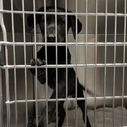 Shelter Stray Male Dog last seen , Greensboro, NC 27409