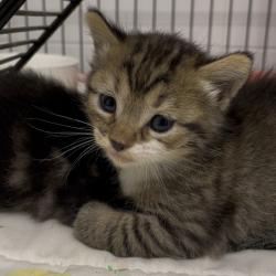 Shelter Stray Unknown Cat last seen , Dickinson, TX 77539