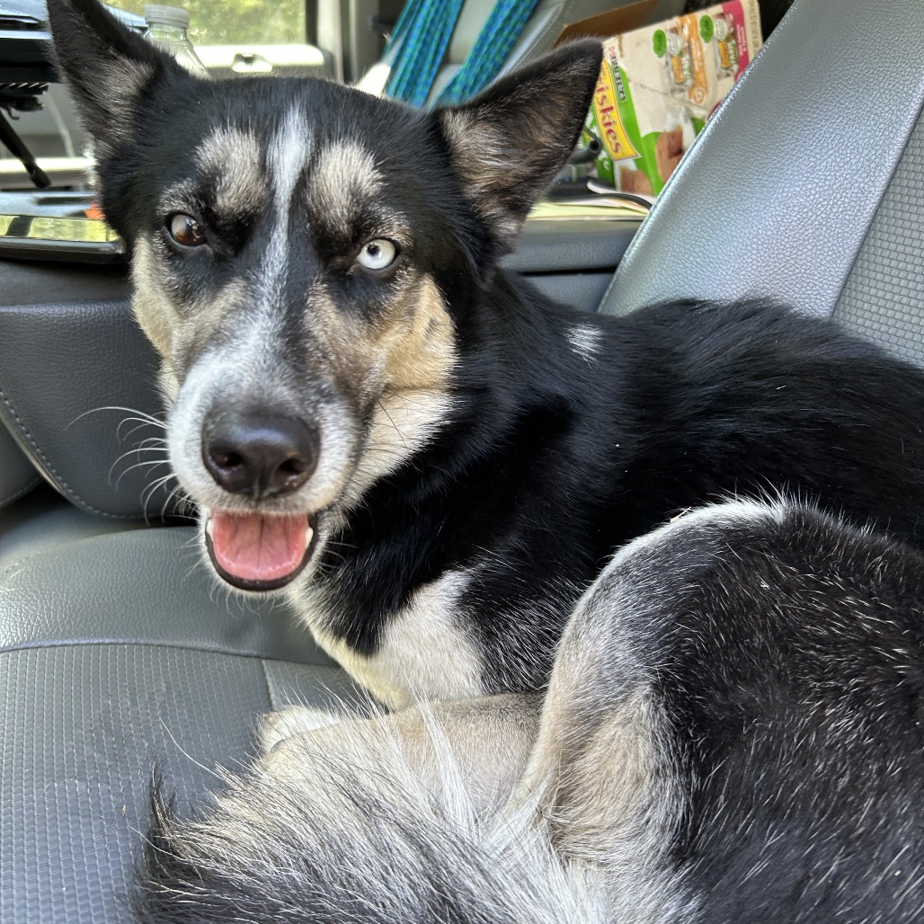 Shelter Stray Female Dog last seen , Greensboro, NC 27409