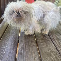 Shelter Stray Male Dog last seen , Asheville, NC 28806