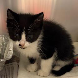 Shelter Stray Female Cat last seen , Asheville, NC 28806