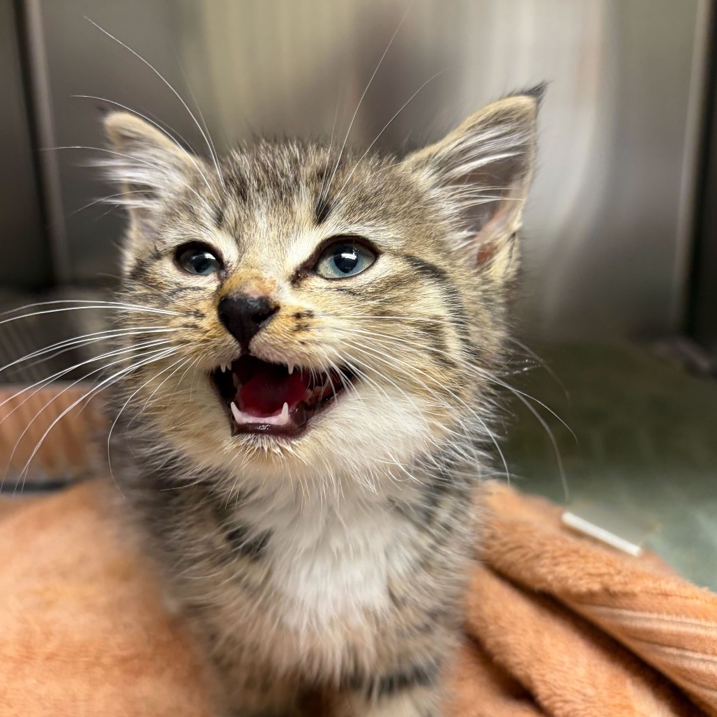 Shelter Stray Male Cat last seen , Asheville, NC 28806