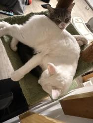 Reunited Male Cat last seen East Dunbar and Dayton Rd, Monroe, MI 48161