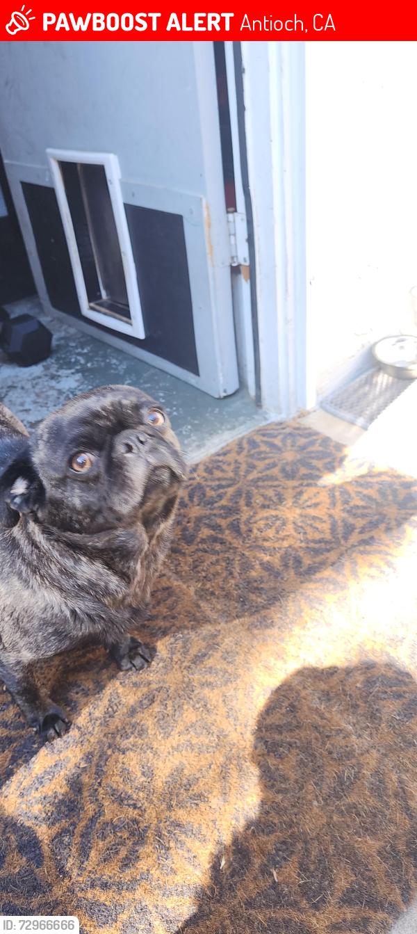 Lost Female Dog last seen West 16th, Antioch, CA 94509