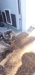 Lost Female Dog last seen West 16th, Antioch, CA 94509