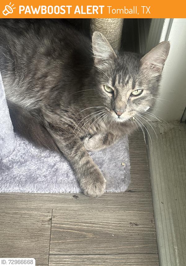 Found/Stray Male Cat last seen Near Tomball Pkwy, Tomball, TX 77377
