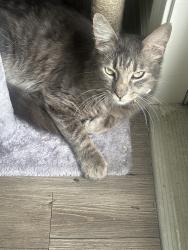 Found/Stray Male Cat last seen Near Tomball Pkwy, Tomball, TX 77377