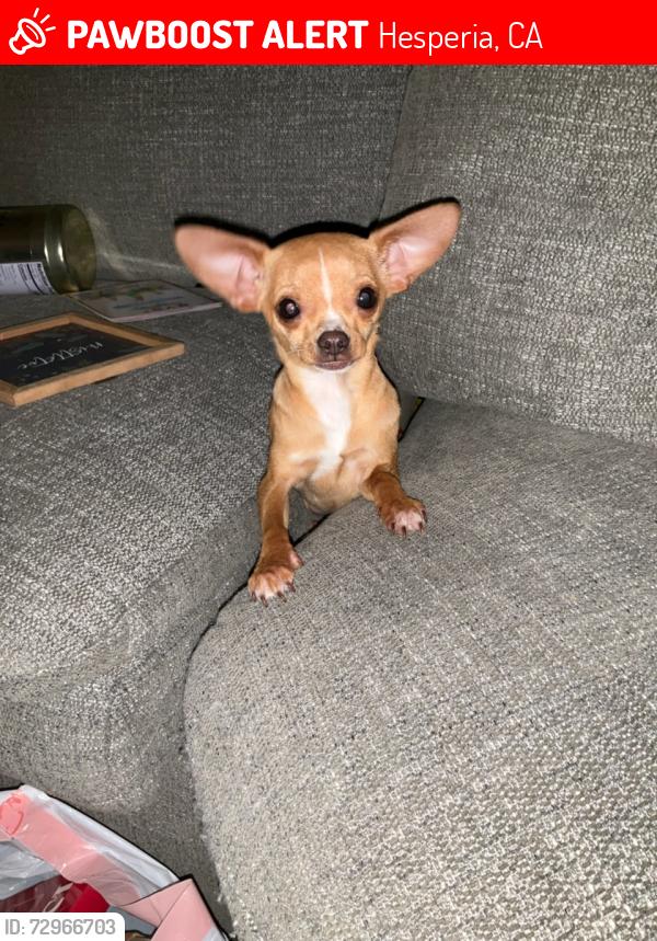 Lost Male Dog last seen Cottonwood ave Hesperia ca , Hesperia, CA 92345
