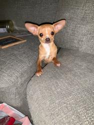 Lost Male Dog last seen Cottonwood ave Hesperia ca , Hesperia, CA 92345