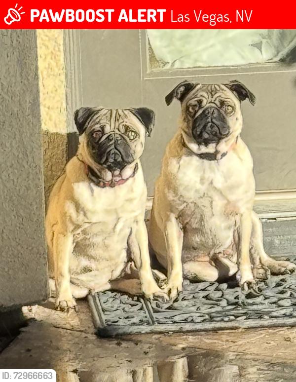Lost Female Dog last seen Rainbow Blvd and Oakey Blvd, Las Vegas, NV 89146